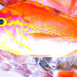 焼津沖　レンコダイ、アカイサキなど